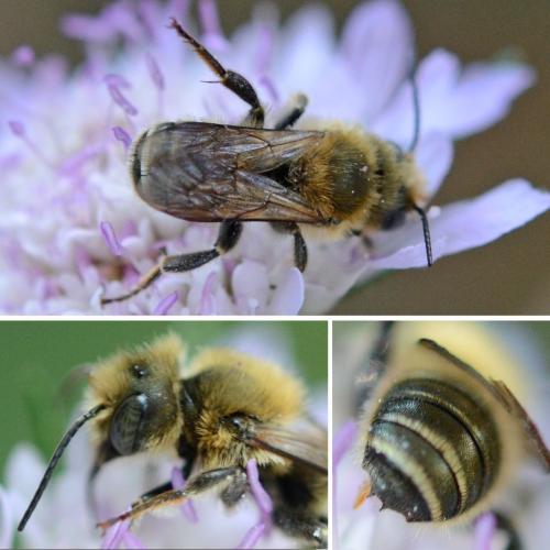 Réf. 298 988 : Osmia dimidiata